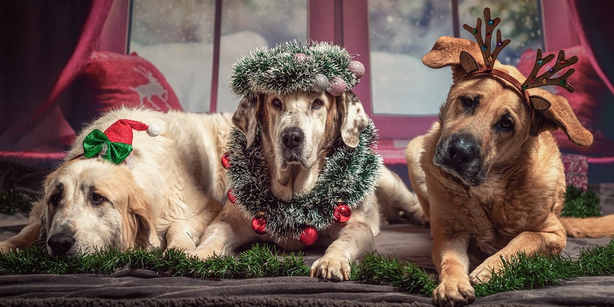 Christmas Gift Ideas For Dogs